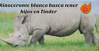 rinoceronte blanco tinder