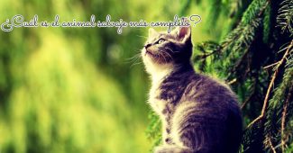 Cuál es el animal salvaje más completo