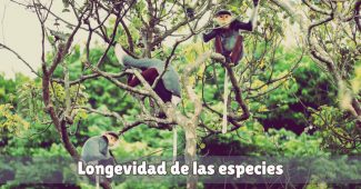 patron longevidad especies