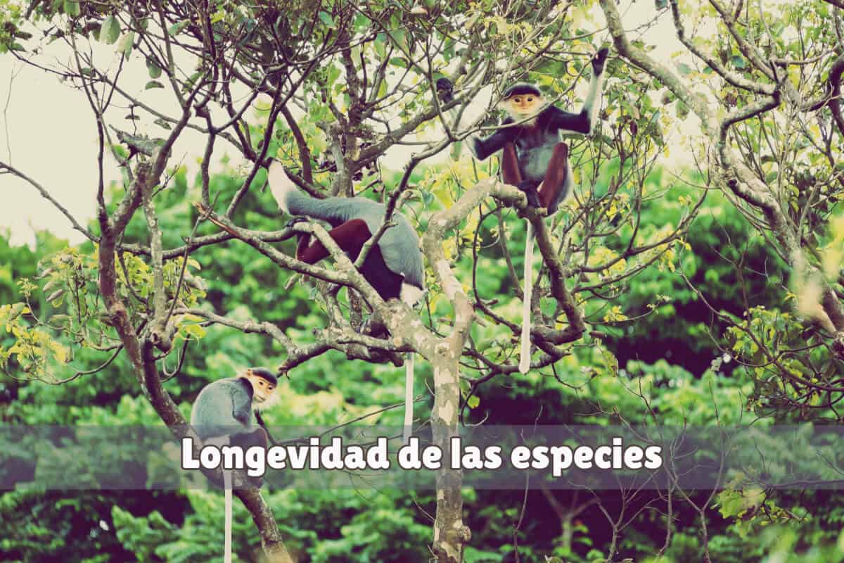 patron longevidad especies