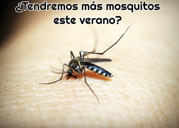 mosquito-enorme-picando-el-brazo-de-una-persona