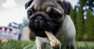 snacks para perros