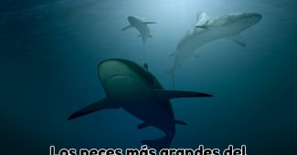 tiburones en el oceano