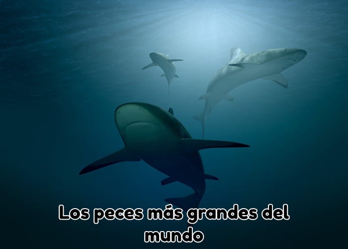 tiburones en el oceano