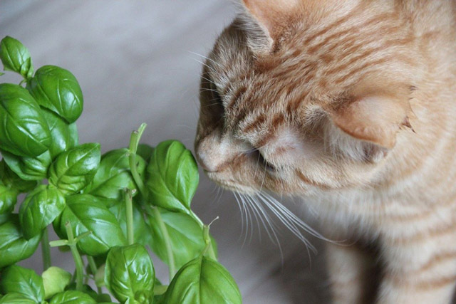 plantas aptas para gatos