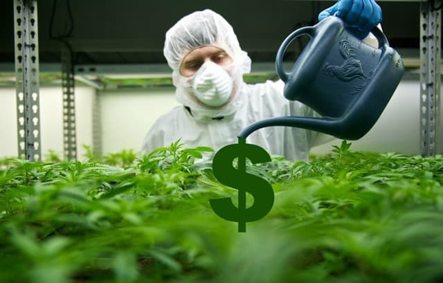 negocio cannabis