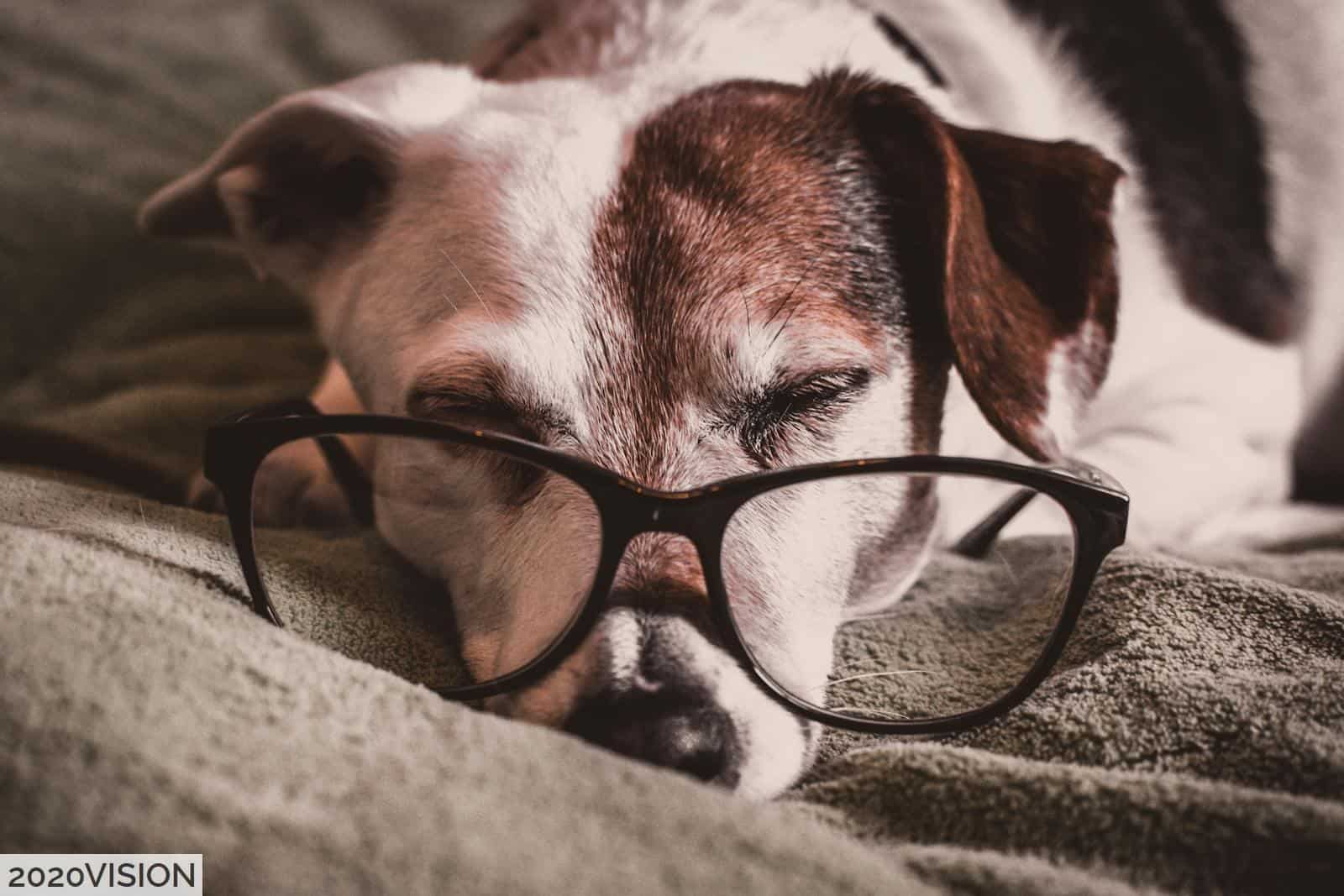 Perro adulto