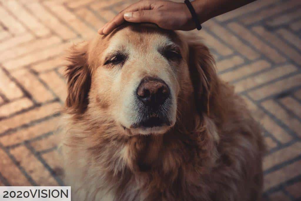 Perro adulto