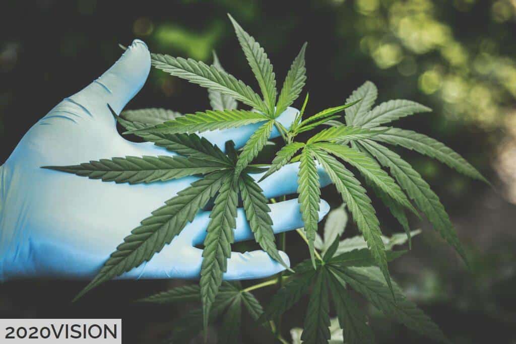 Diferencias CBD y HHC