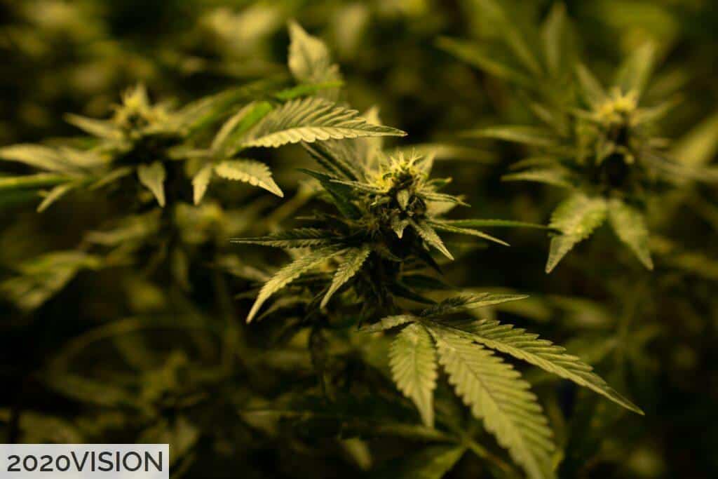 Diferencias entre CBD y HHC