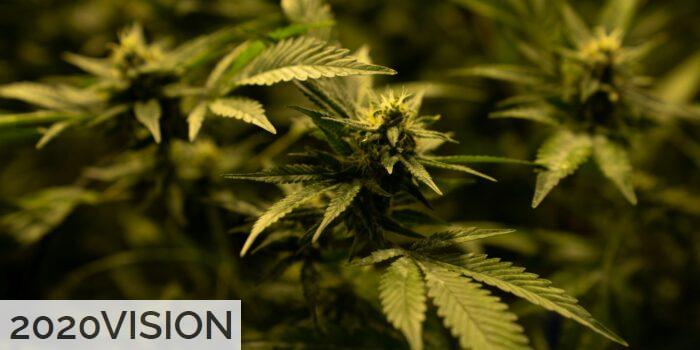 Diferencias entre CBD y HHC