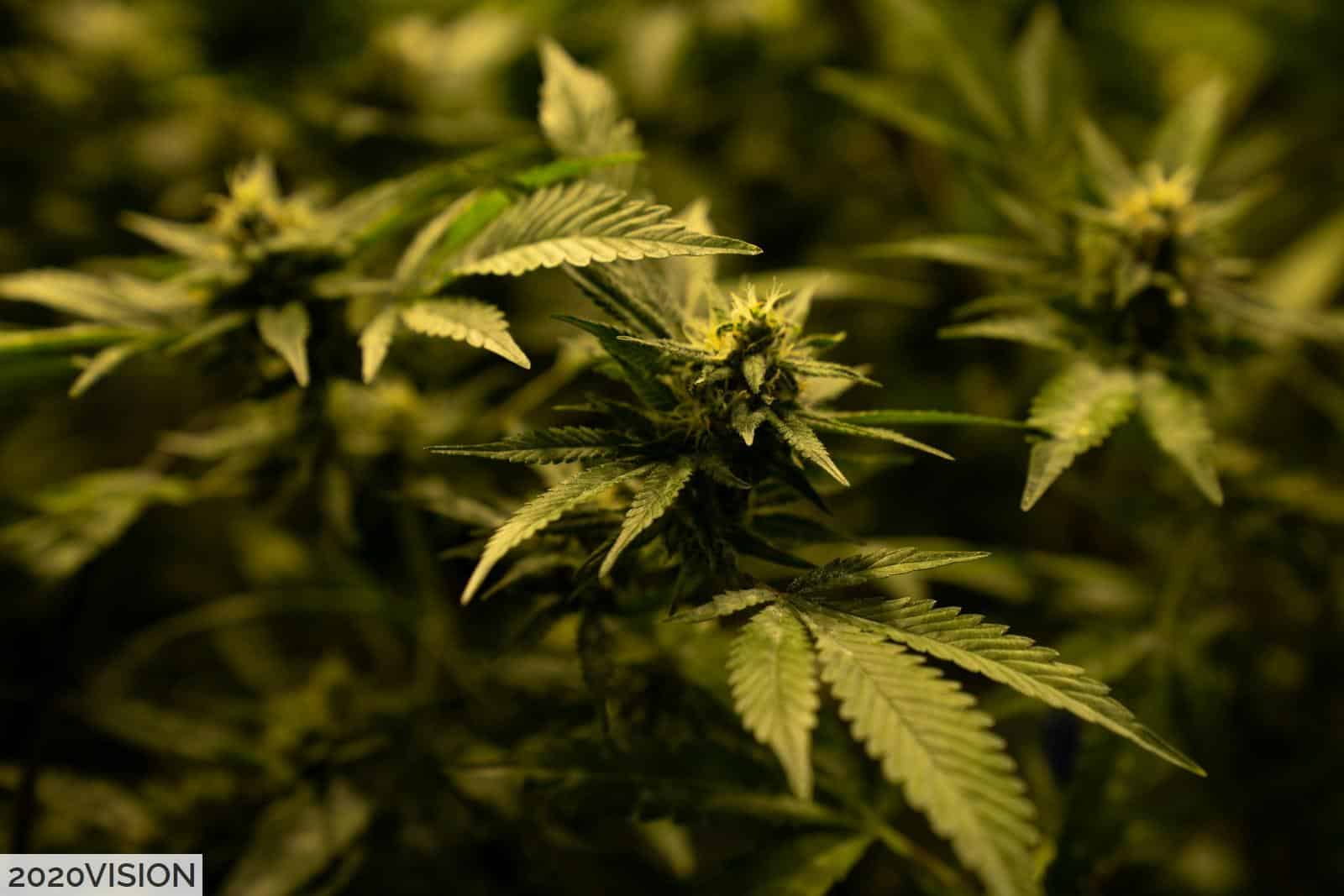 Diferencias entre CBD y HHC