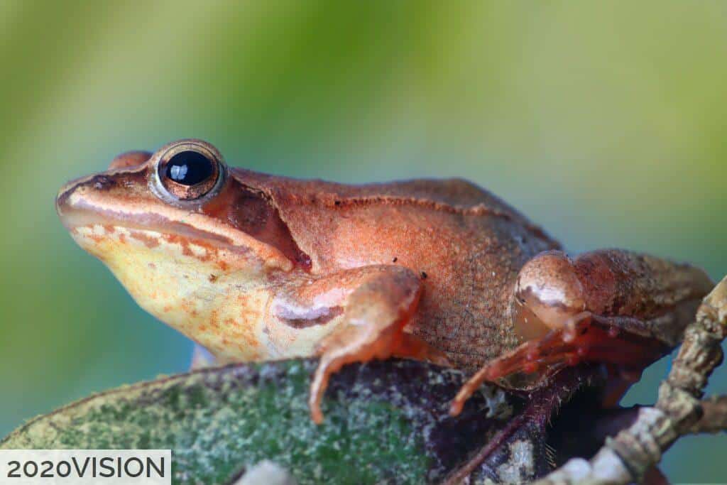 Especies más venenosas del mundo