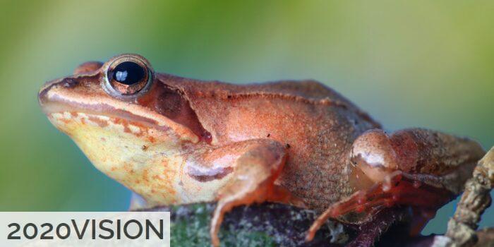 Especies más venenosas del mundo
