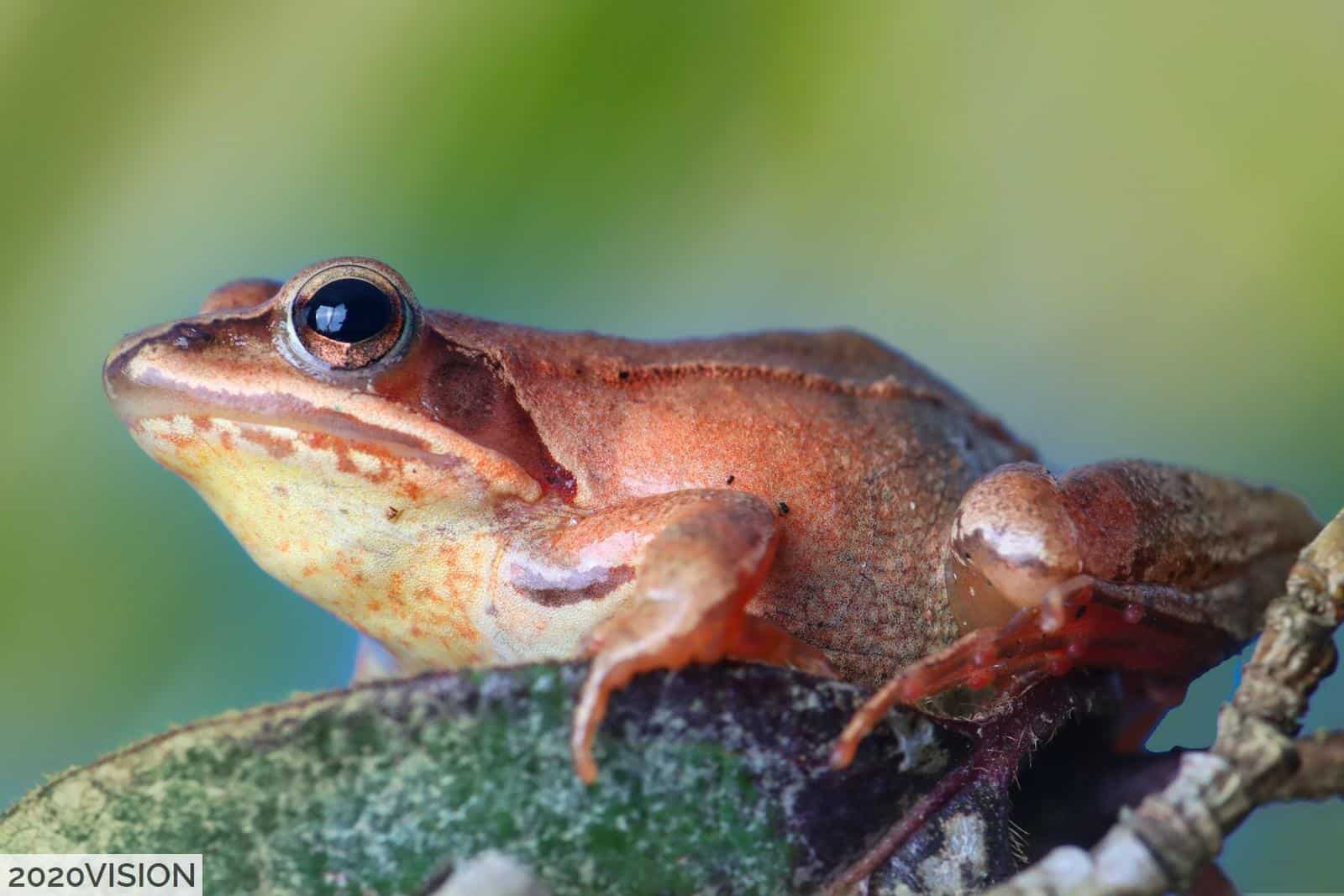Especies más venenosas del mundo