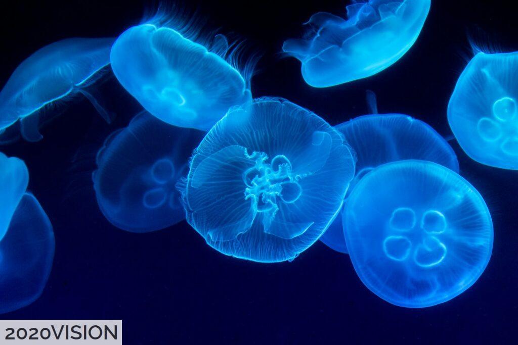 animales más venenosos del mundo