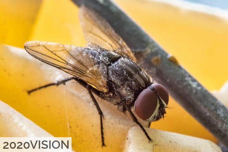 Como acabar con las moscas pequeñas