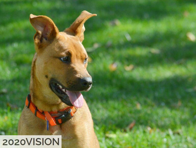 Descubre las ventajas de enviar mascotas por avión